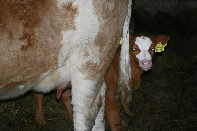 2012-04-17_Kalb3.jpg
