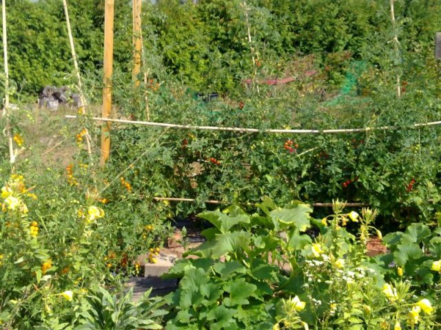 Tomatenhecke von der Sonnenseite aus - Kopie.jpg