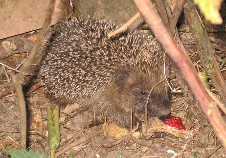 Igel2.jpg