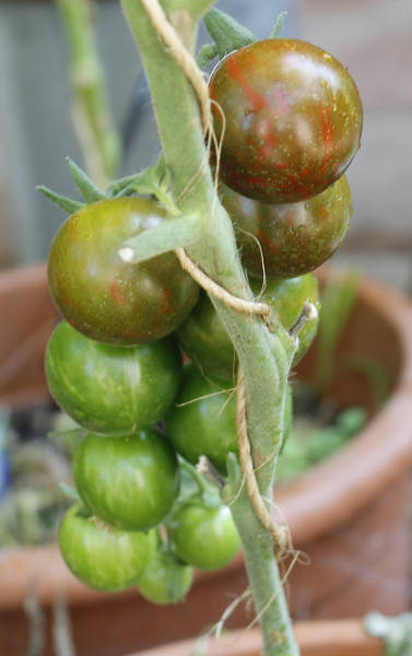 Kirschtomate-Ciska.jpg