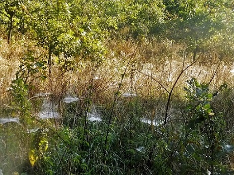 P1040113 (2)mmmnb.jpg