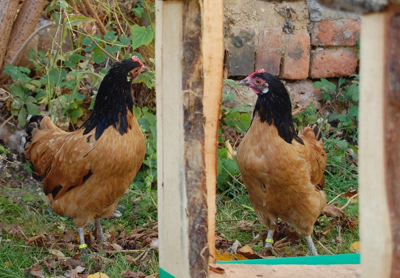 2018 10 11 Hühner kle.jpg