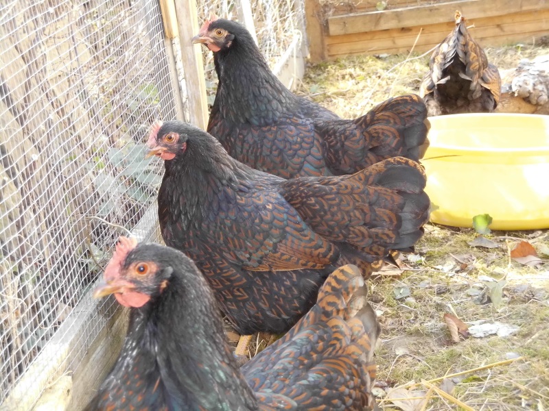 Zwerg-Barnevelder schwarzbraun doppelt gesäumt