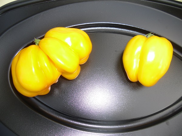 "Yellow Stuffer Gigantum"