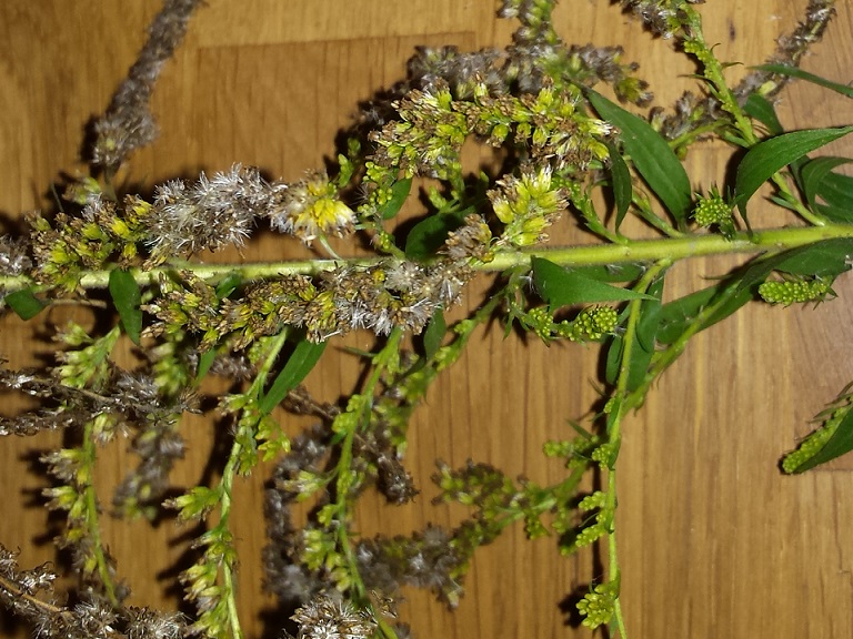 Pflanze 2 - Bild 2