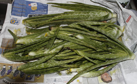 Aloe_Vera_Sweet.jpg