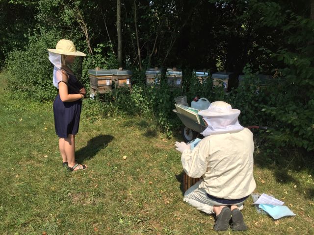 unsere Gastbienen.jpg