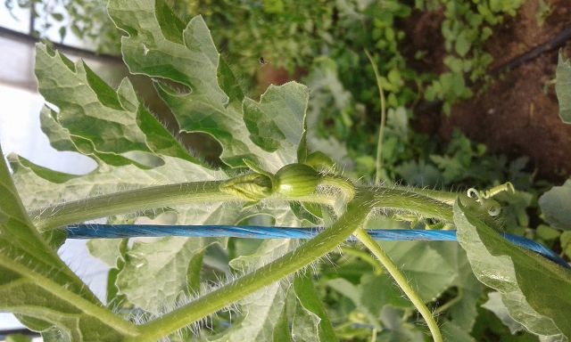 Mini wassermelone (bingenheimer &quot;sugar Baby&quot;)