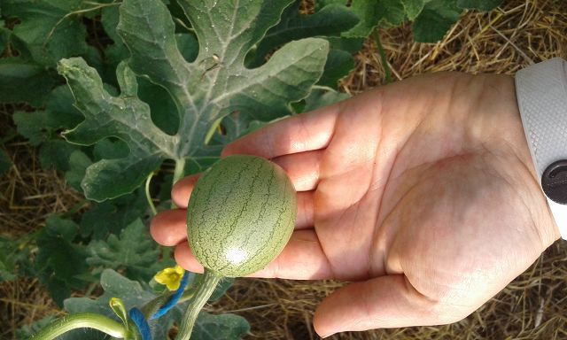 Dieselbe mini wassermelone nur 7 Tage später, es wächst o.O