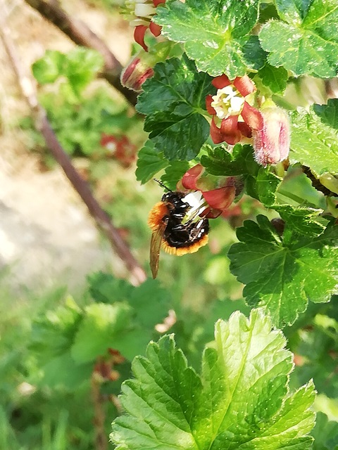 eigenartige Hummel (Biene?) - schwarz mit leuchtend gelbem puschigem Rücken
