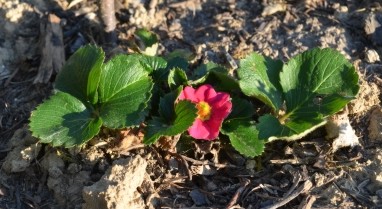 Erdbeerblüte 4.Mai 2012