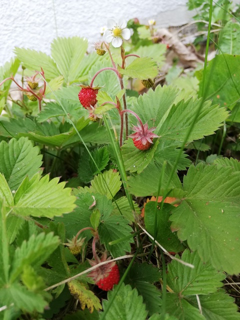 IMG_20190515_085207.jpg