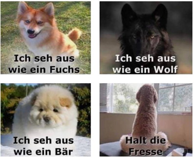 hunde2.jpg