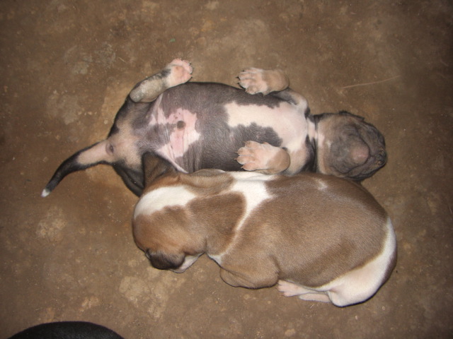 Hundebabys