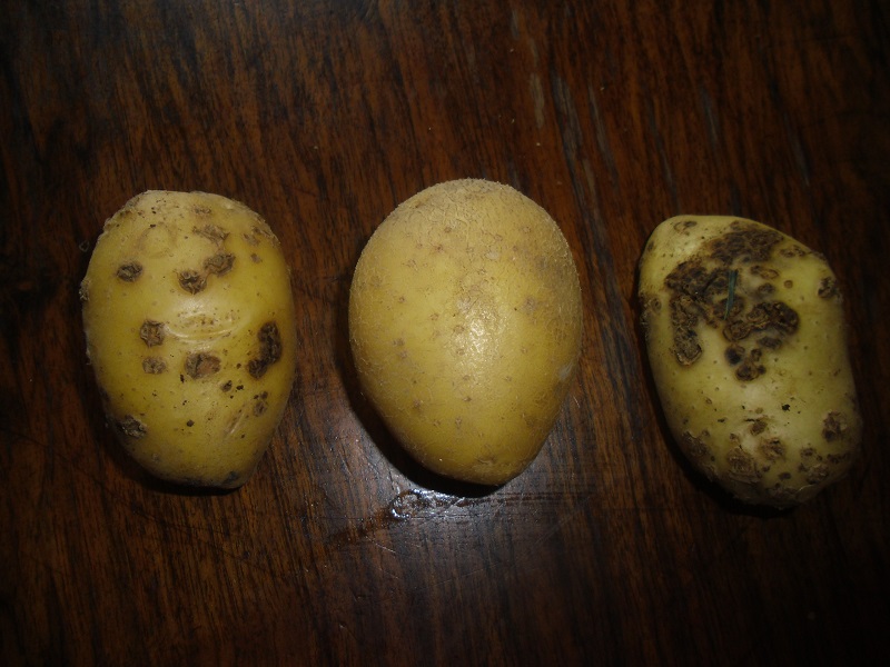 Kartoffel Siglinde.jpg