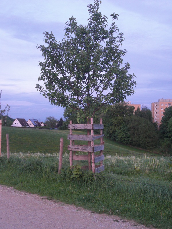 Obstbaumschutz1.JPG