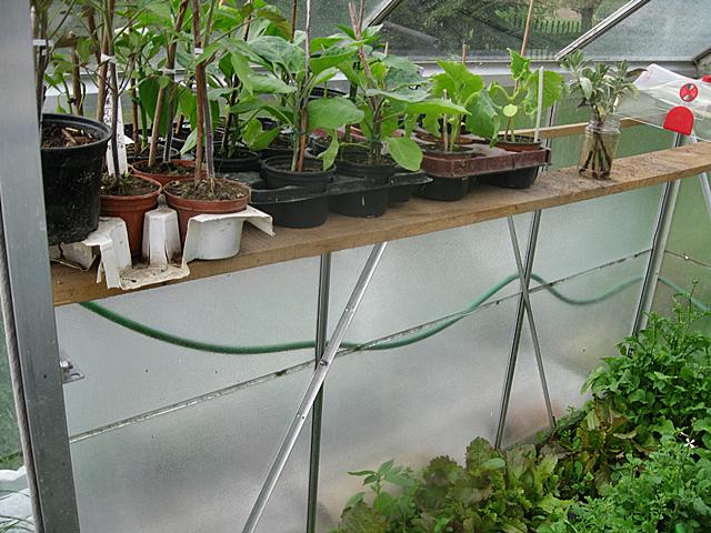 Glas-GH, mit Heizlüfter beheizbar, rechte Seite<br />Kletterbohnen, Tomaten in Töpfen