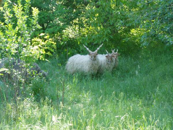 racka1.jpg