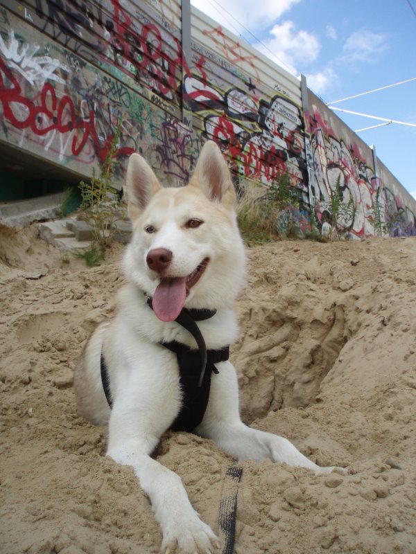 Lila in der Wüste Jul2010 (2).JPG