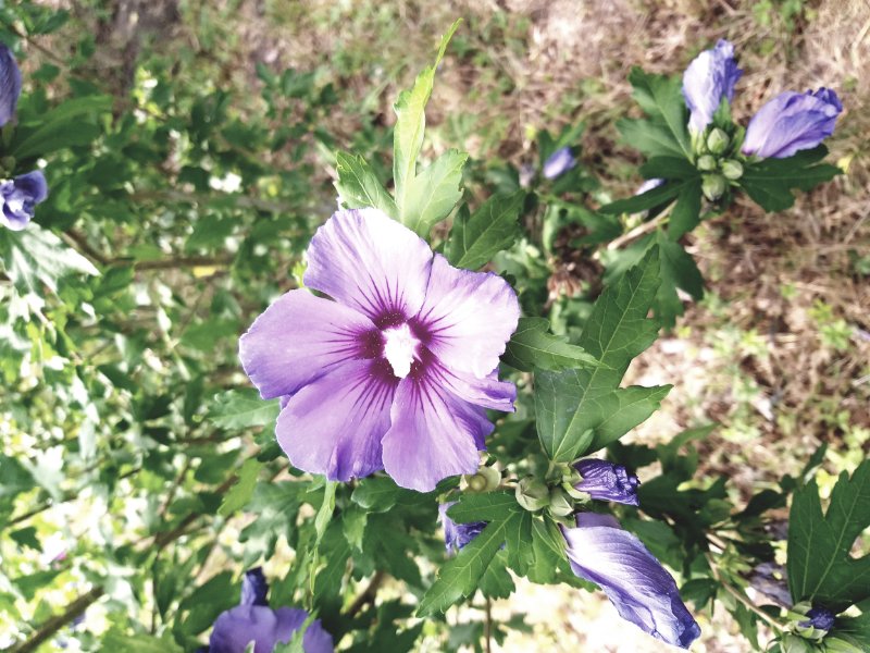 Impressionen Garten