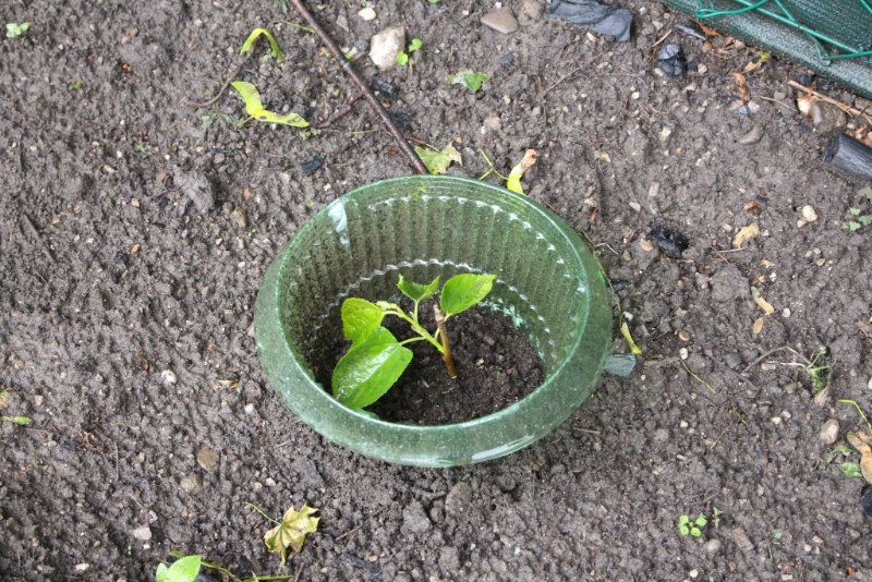 Maulbeere bei Pflanzung im Mai 2015