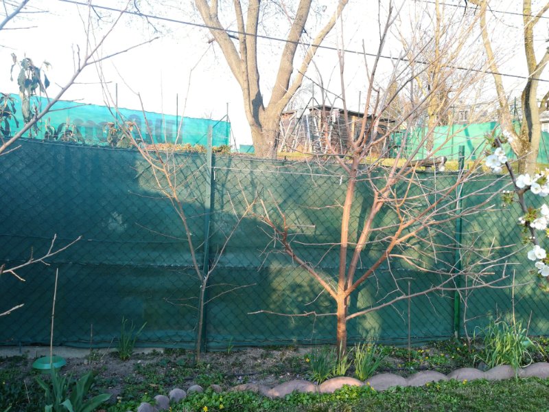 Maulbeere (hinter den drei Knoblauch-Büscheln rechts der Bildmitte) März 2020