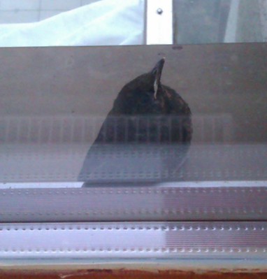 Amsel.jpg