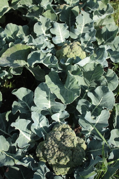 gartenanfaenge13-broccoli.JPG