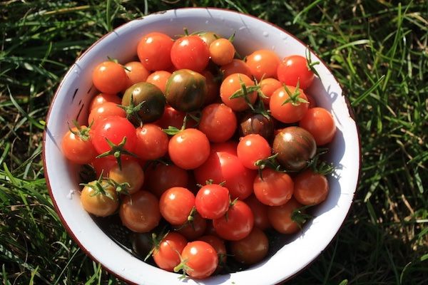 gartenanfaenge13-tomatenernte3.JPG