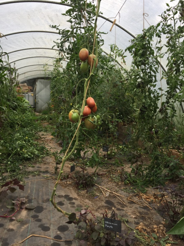 Blick in den großen Tunnel