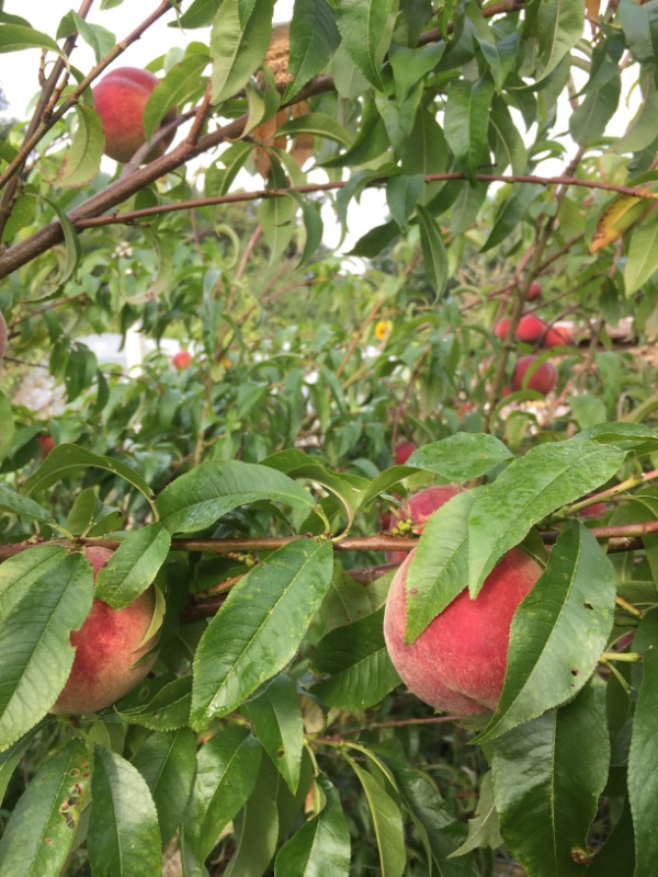 Pfirsiche waren gut, Baum fiel um