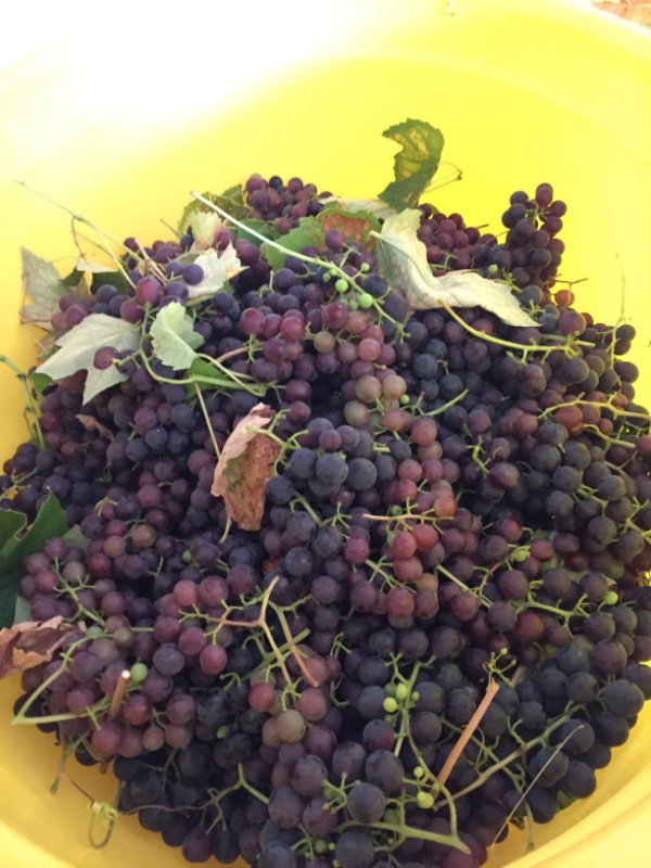 Die erste vernünftige Ernte des Weins, wurde z. T. zu Wein