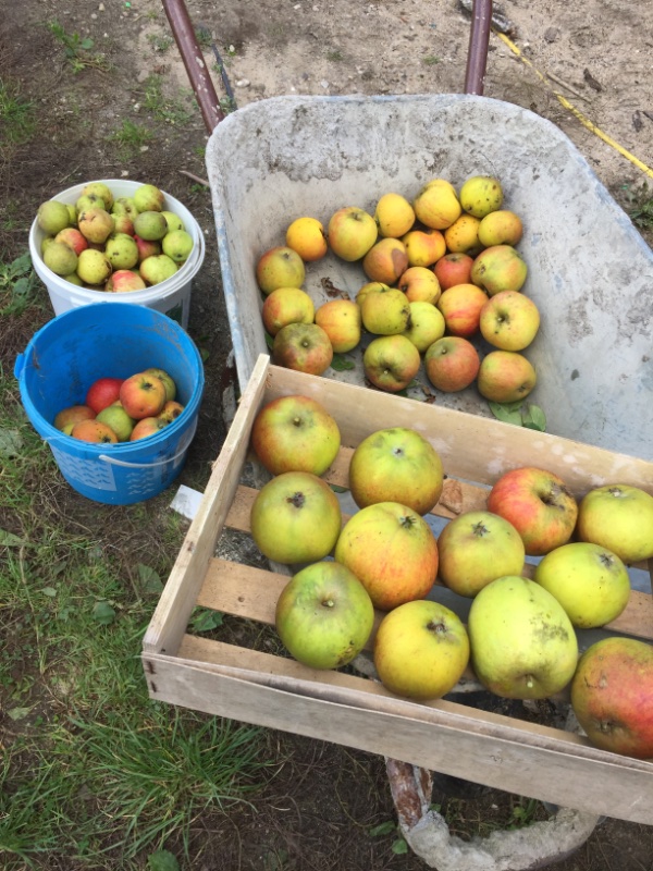 Apfelernte vor dem einlagern bzw. verarbeiten verlesen