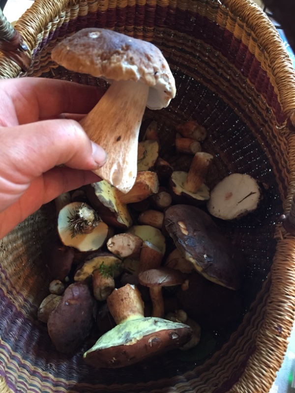 Der Quoten-Steinpilz