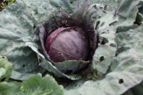 rotkohl.JPG