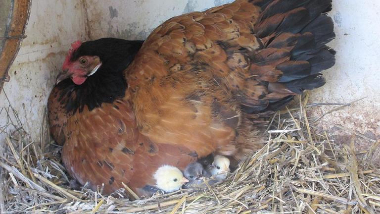 Vorwerkhenne mit Gebrauchsküken