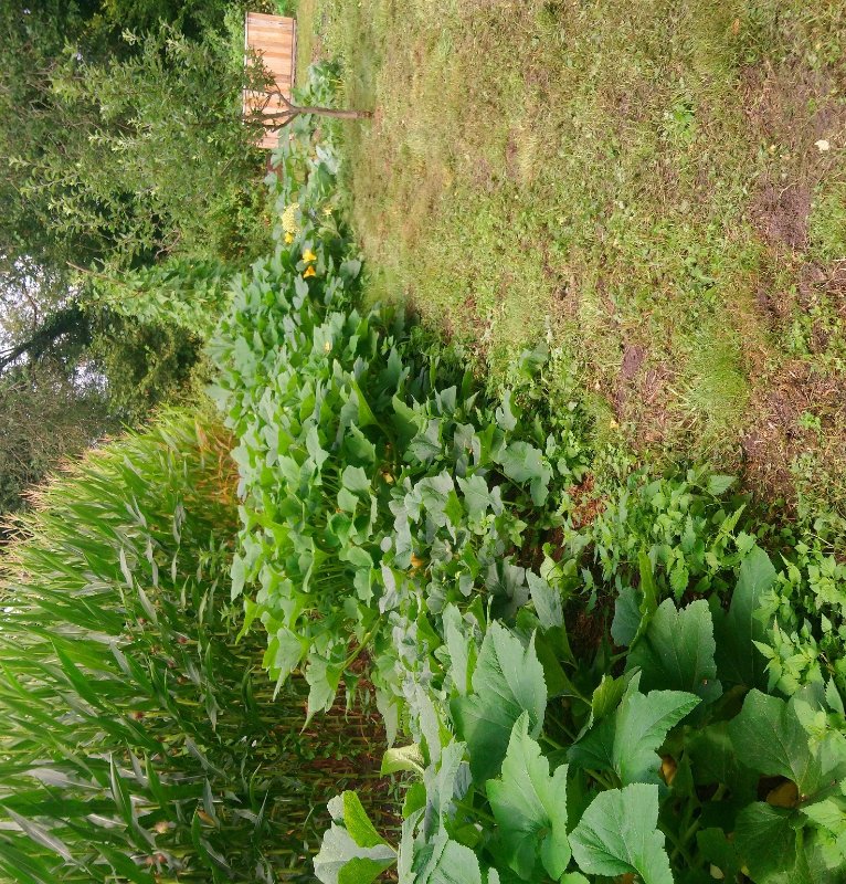 Schaugarten Kürbisse.jpg