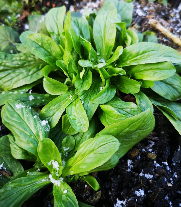 Feldsalat Winter.jpg
