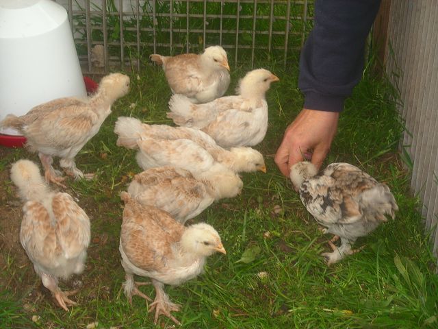 k-1. Schlupf 4 Wochen.JPG