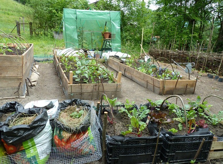 jetzt gabs Brennnesseljauche.JPG