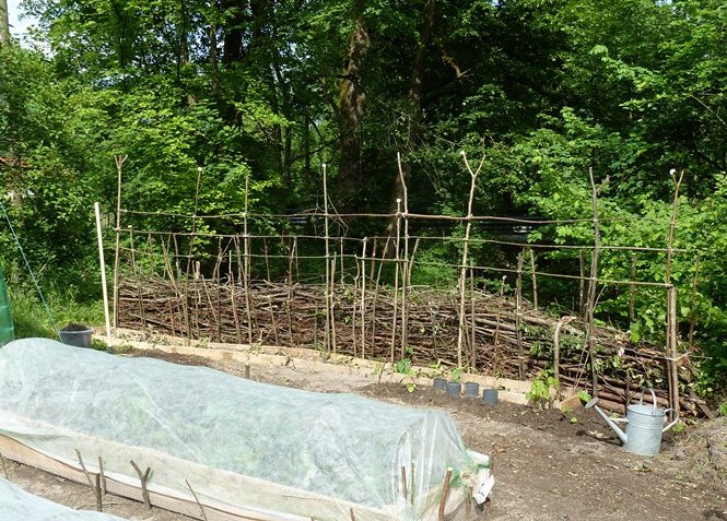 Windschutz und Rankgerüst Nr. 1 für Bohnen.JPG