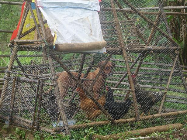 Auch Chilli, unsere Ridgeback Hündin, muss die Neuankömmlinge in <br />Augenschein nehmen.