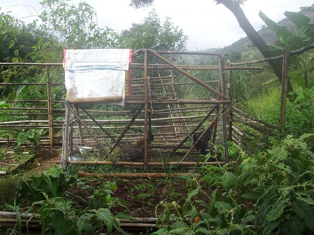 Die Hühner sind eingetroffen und auf dem 1. Beet abgesetzt.