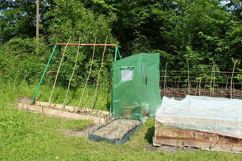 am ehem. Schaukelgerüst dürfen auch Bohnen klettern.JPG