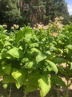 2024-07-25 klein.JPG