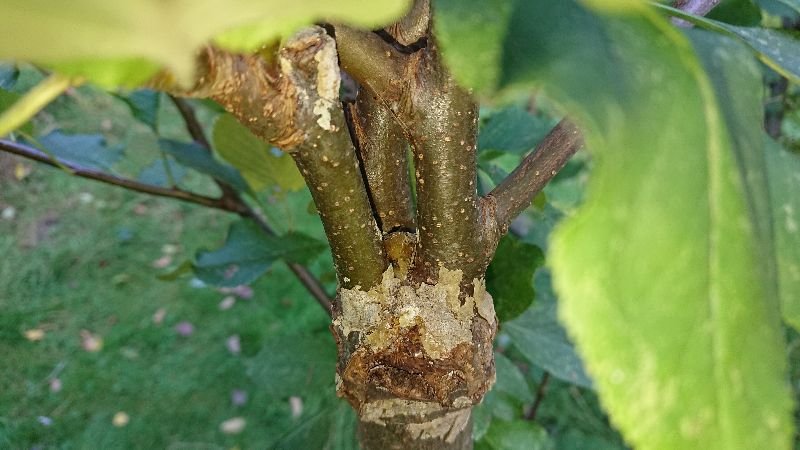 Pfropfkopf_Apfelverdelung_verwachsen