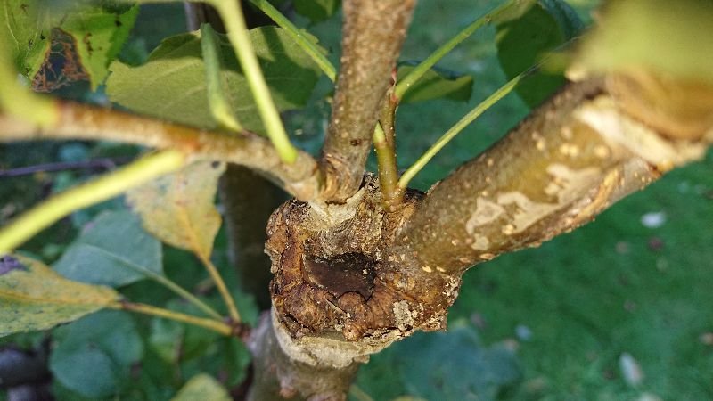 Pfropfkopf_Apfelverdelung_zwei_Edelreiser