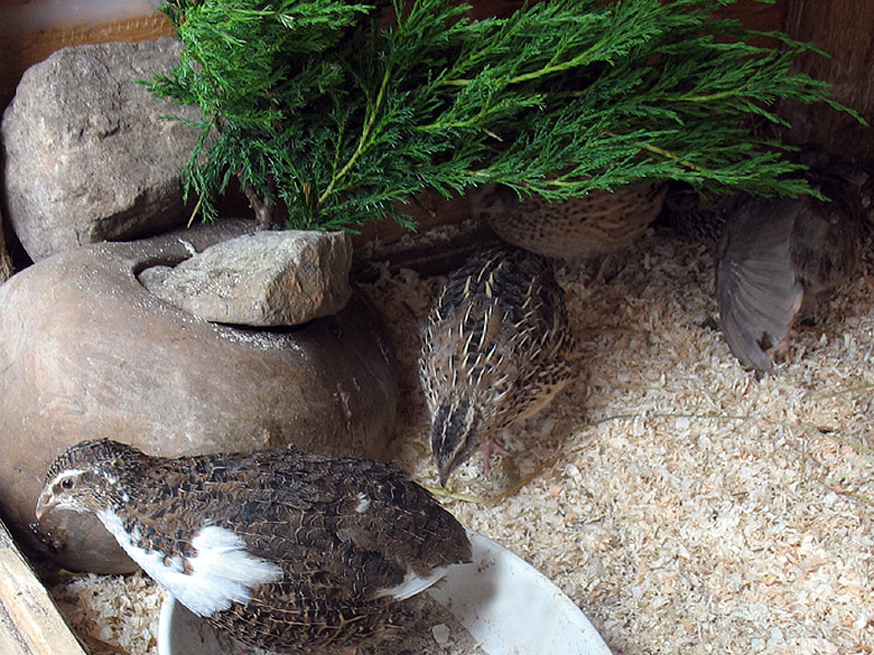 Kriechwacholder im Pflanzstein, der bereits sehr beliebt zu sein scheint.