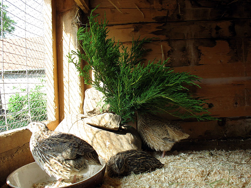 Suchbild: Wer findet das Ei? :O)