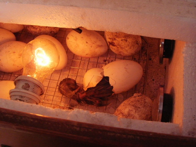 Das Schlüpfen eines Gänseküken.